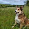 ANNIE - 8 anni (nata il 1 aprile 2017) - Razza: Mix Saluki (Levriero arabo) - Taglia: Medio grande - Carattere: dolce, tranquilla, affettuosa Foto 5